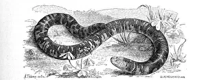 Spotted Double-Snouted Lizard, Amphisbaena fuliginosa