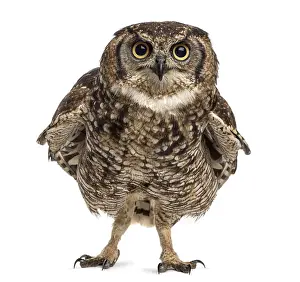 Spotted eagle-owl - Bubo africanus (4 years old) in front of a white background