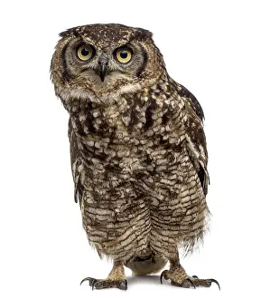 Spotted eagle-owl - Bubo africanus (4 years old) in front of a white background