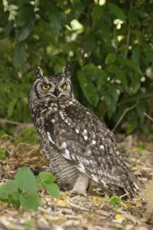Spotted Eagle-owl (Bubo africanus)