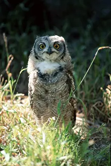 Spotted Eagle-owl (Bubo africanus)