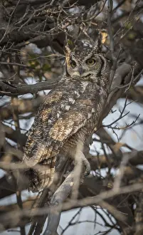Spotted eagle-owl (Bubo africanus)
