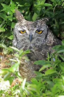 Spotted Eagle Owl (Bubo africanus)