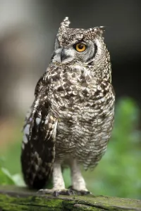 Spotted Eagle-owl (Bubo africanus)