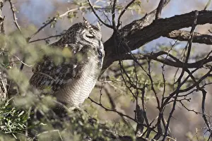 Spotted Eagle-owl (Bubo africanus)