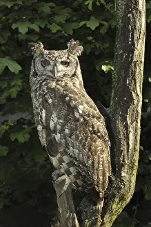 Spotted Eagle Owl (Bubo africanus)