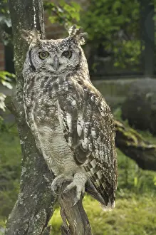 Spotted Eagle Owl (Bubo africanus)