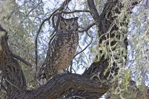 Spotted Eagle-owl (Bubo africanus)