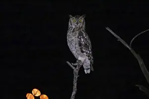 Spotted eagle-owl (Bubo africanus)