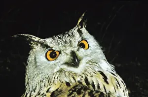Spotted Eagle Owl (bubo africanus)