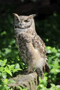 Spotted Eagle Owl (Bubo africanus)