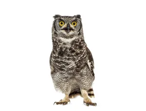 Spotted eagle owl, bubo africanus