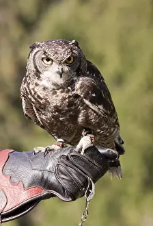 Spotted eagle-owl (Bubo africanus) on falconer's glove Spotted eagle-owl (Bubo africanus) on falconer's glove