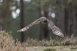 One spotted eagle-owl (Bubo africanus) flying thru a forest