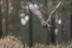 One spotted eagle-owl (Bubo africanus) flying thru a forest