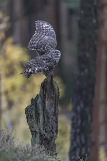One spotted eagle-owl (Bubo africanus) perched on tree stump in a forest