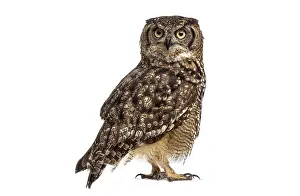 Spotted eagle owl - bubo africanus - standing on white background