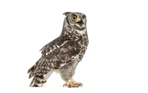 Spotted eagle owl turning its head and looking up