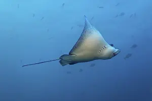 Spotted eagle ray (Aetobatus narinari)
