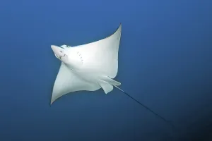 Spotted eagle ray (Aetobatus narinari)