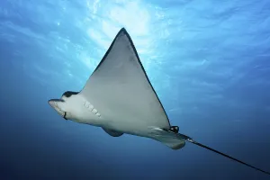 Spotted eagle ray (Aetobatus narinari) in the backlight of the sun