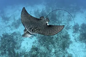 Spotted Eagle Ray (Aetobatus narinari) from above with dotted markings