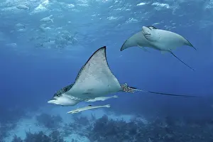 Spotted Eagle Rays (Aetobatus narinari) with Live Sharksuckers (Echeneis naucrates)