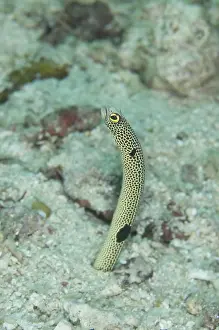 Spotted Eel, Spotted Eel, Eels