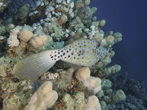 A spotted fish, script filefish (Aluterus scriptus)