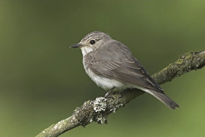 Spotted Flycatcher (Muscicapa striata)