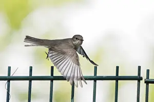 A spotted flycatcher (Muscicapa striata) in flight with wings spread wide