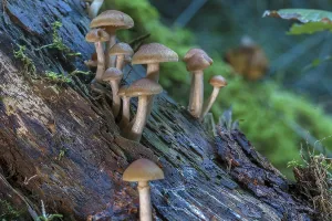 Spotted freckle-gilled gymnopilus (Gymnopilus penetrans) Mixed forest