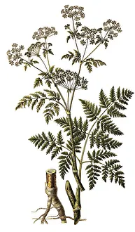 Spotted hemlock (Conium maculatum)