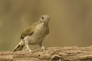 Spotted Honeyguide (Indicator maculatus)