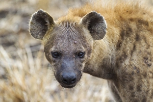 Spotted Hyaena (Crocuta crocuta)