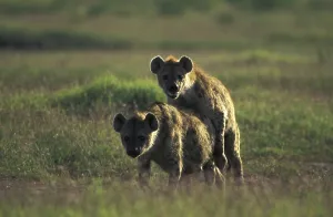 Spotted Hyaena (Crocuta crocuta)