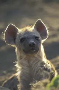 Spotted Hyaena (Crocuta crocuta)