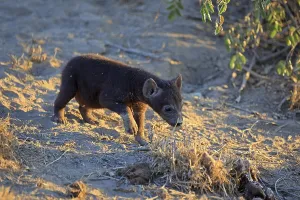 Spotted hyena baby