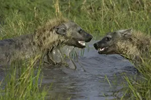Spotted Hyena (Crocuta crocuta)