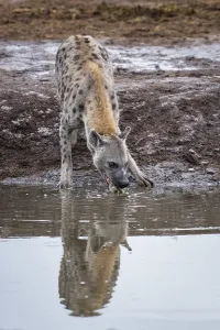 Spotted hyena (Crocuta crocuta)