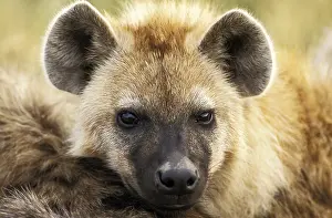 Spotted hyena (crocuta crocuta)