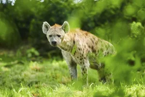 Spotted hyena (Crocuta crocuta)