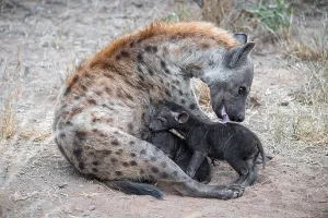 Spotted hyena (Crocuta crocuta)