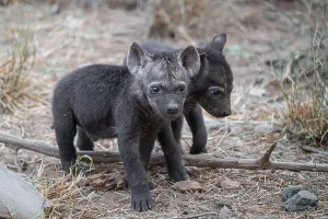 Spotted hyena (Crocuta crocuta)