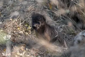 Spotted hyena (Crocuta crocuta)