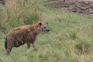 Spotted hyena (Crocuta crocuta)