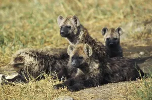 Spotted Hyena (crocuta crocuta)