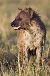 Spotted hyena (Crocuta crocuta)