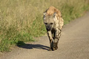 Spotted hyena (Crocuta crocuta)