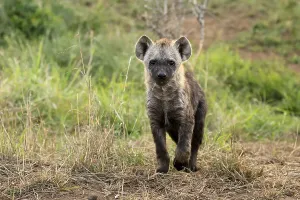 Spotted hyena (Crocuta crocuta)